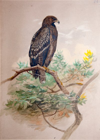 Orlik krzykliwy (Aquila clanga), 1856-67 autorstwa Joseph Wolf