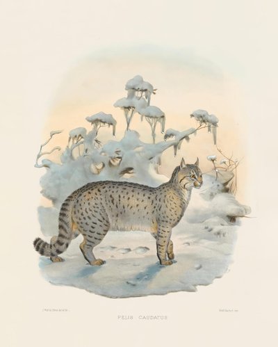  autorstwa Joseph Wolf