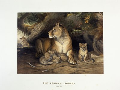 Lwica afrykańska, ok. 1880-1883 autorstwa Joseph Wolf