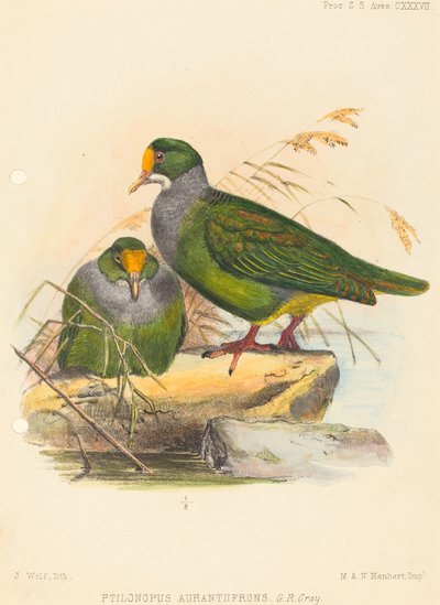 Dwa ptaki (Ptilonopus Auranthfrons) autorstwa Joseph Wolf
