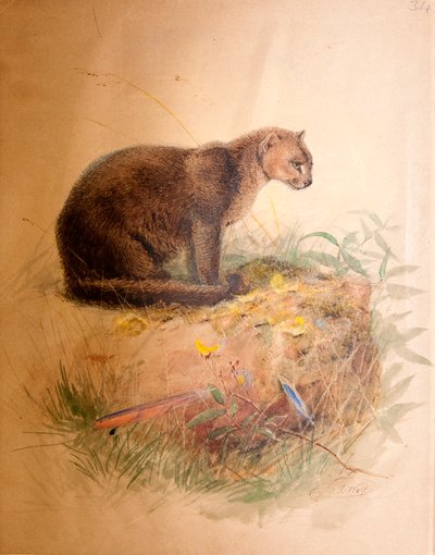 Kot Yagurundi, 1851-69 autorstwa Joseph Wolf