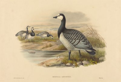 Bernikla Leucopsis (Bernicla Leucopsis) autorstwa Joseph Wolf and H.C. Richter