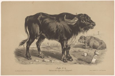 Bawół Buffalo (tytuł na obiekcie) Dierenstudies w twee soorten krijt (tytuł serii) Studium z dwoma ołówkami Z. Gengembre (tytuł serii) autorstwa Joseph Zephyris Gengembre