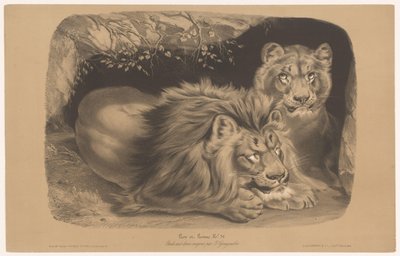 lew i lwica Lion et Lionne (tytuł na obiekcie) Badania na zwierzętach w dwóch rodzajach kredy (tytuł serii) Etiuda aux deux kredki par Z. Gengembre (tytuł serii na obiekcie) autorstwa Joseph Zephyris Gengembre