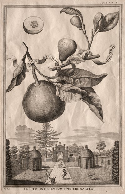 Nurnbergische Hesperides: Limon bergamot personzin gientile autorstwa Joseph de Montalegre