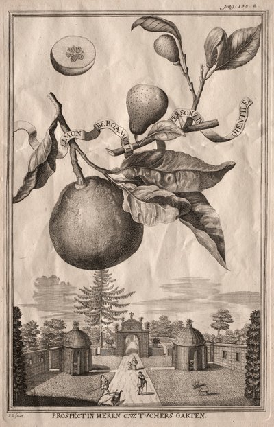 Nurnbergische Hesperides: Limon bergamot personzin gientile, 1714. autorstwa Joseph de Montalegre