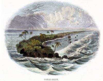 Rafy koralowe, ze Zjawisk Natury, 1849 autorstwa Josiah Wood Whymper