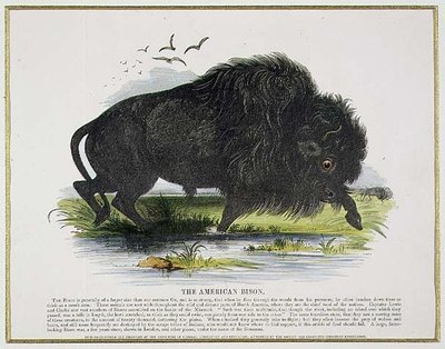 Bison amerykański, ilustracja edukacyjna wydana przez Towarzystwo Krzewienia Wiedzy Chrześcijańskiej autorstwa Josiah Wood Whymper