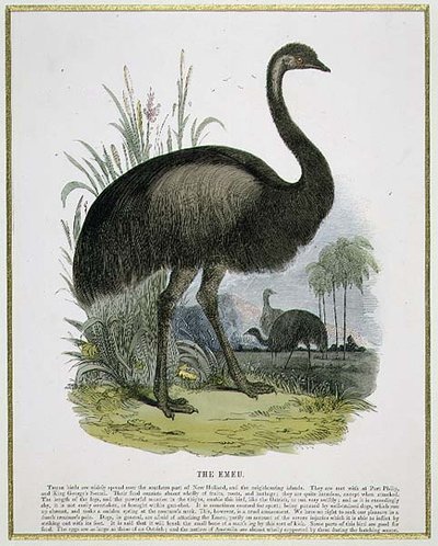 Emu, ilustracja edukacyjna wyd. przez Towarzystwo Krzewienia Wiedzy Chrześcijańskiej autorstwa Josiah Wood Whymper