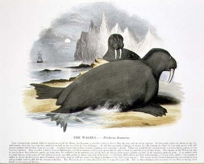 Pub ilustracja edukacyjna Mors (Trichecus rosmarus). przez Towarzystwo Krzewienia Wiedzy Chrześcijańskiej autorstwa Josiah Wood Whymper