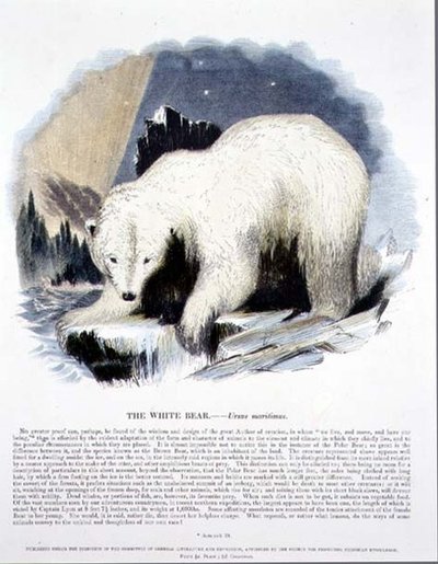 Publikacja edukacyjna White Bear (Ursus maritimus). przez Towarzystwo Krzewienia Wiedzy Chrześcijańskiej autorstwa Josiah Wood Whymper