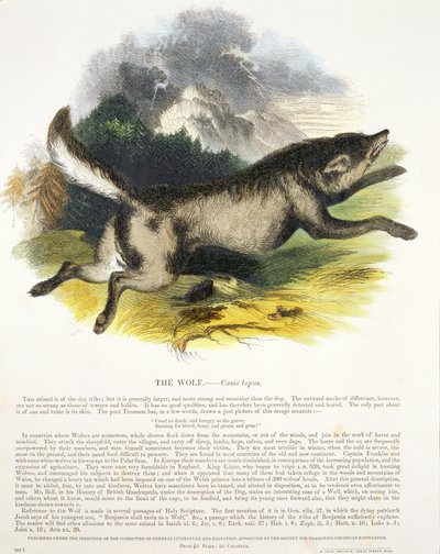 Pub edukacyjny ilustracji Wilk (Canis lupus). przez Towarzystwo Krzewienia Wiedzy Chrześcijańskiej, 1843 (akwatinta) autorstwa Josiah Wood Whymper