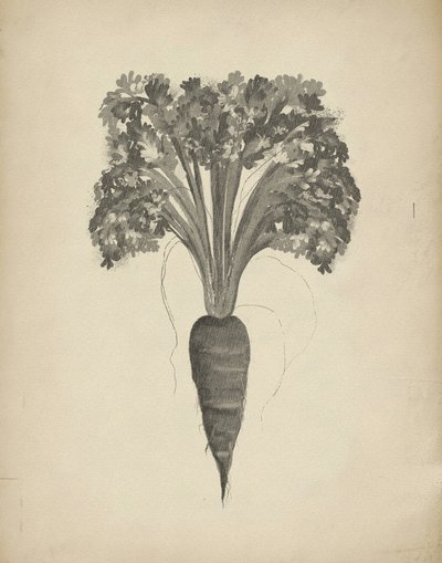 Rysunek botaniczny marchewki autorstwa Josie George