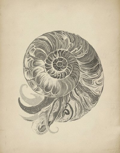 Skomplikowana spirala nautilusa autorstwa Josie George