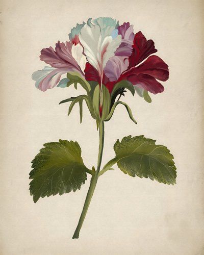 Żywe kwiaty pelargonii autorstwa Josie George