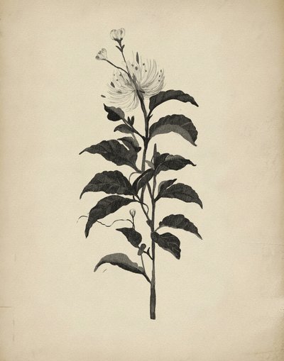Ilustracja botaniczna w stylu vintage autorstwa Josie George