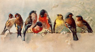 Ptaki autorstwa Josse Photo