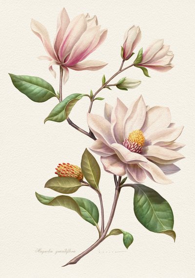 Różowe kwiaty magnolii autorstwa Juan Hernaz
