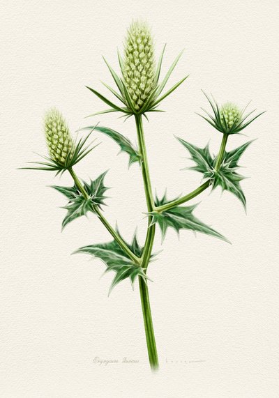 Botaniczny ostrożeń morski autorstwa Juan Hernaz