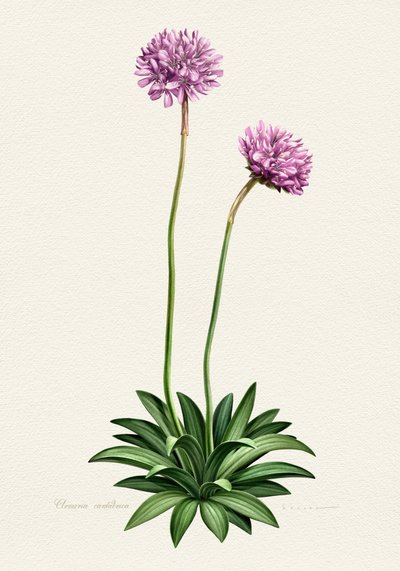Fioletowy kwiat w stylu botanicznym autorstwa Juan Hernaz