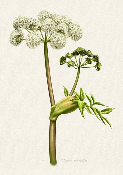 Ilustracja botaniczna białej arcydzięgla autorstwa Juan Hernaz