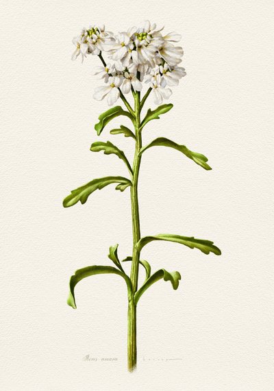 Biała gwiazdnica – opis botaniczny autorstwa Juan Hernaz