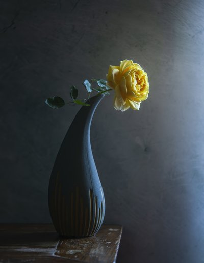 Żółta róża „Moody” autorstwa Judy Tseng
