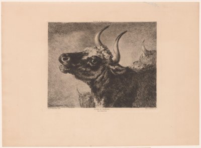 Głowa byka Etiuda de taureau. (tytuł na obiekcie) autorstwa Jules Ferdinand Jacquemart