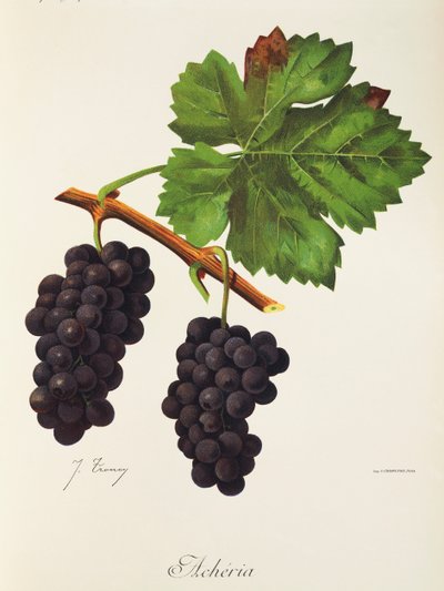 Winogrona Acheria J.Troncy autorstwa Jules Troncy
