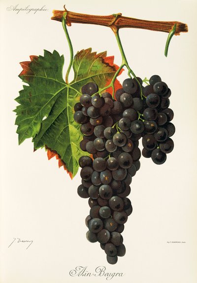 Winogrono Ain Beugra J.Troncy autorstwa Jules Troncy