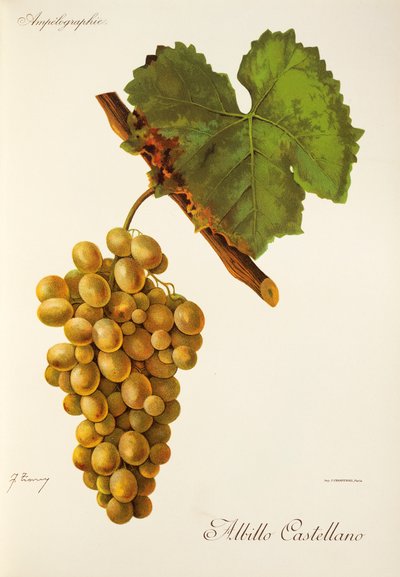 Winogrona Albillo Castellano J.Troncy autorstwa Jules Troncy