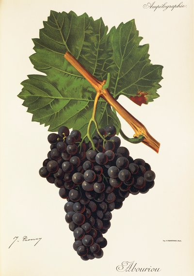 Winogrona Albourion J.Troncy autorstwa Jules Troncy