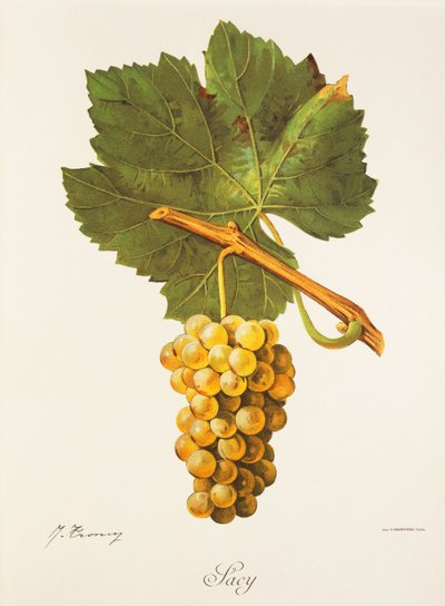 Winogrona Albourla J.Troncy autorstwa Jules Troncy