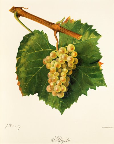 Winogrono Aligote autorstwa J. Troncy autorstwa Jules Troncy