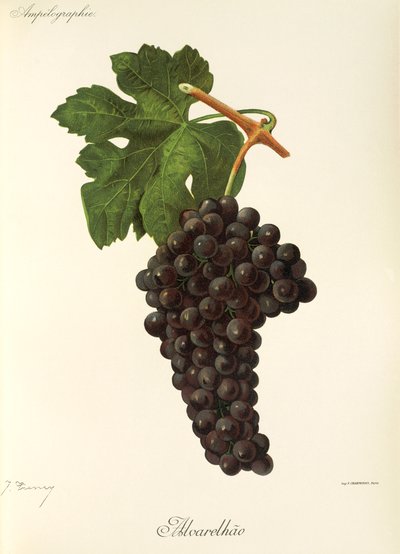 Winogrona Alvarelhao J.Troncy autorstwa Jules Troncy