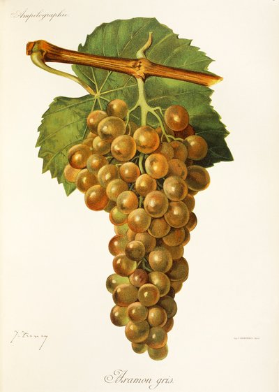 Winogrona Aramon Gris J.Troncy autorstwa Jules Troncy