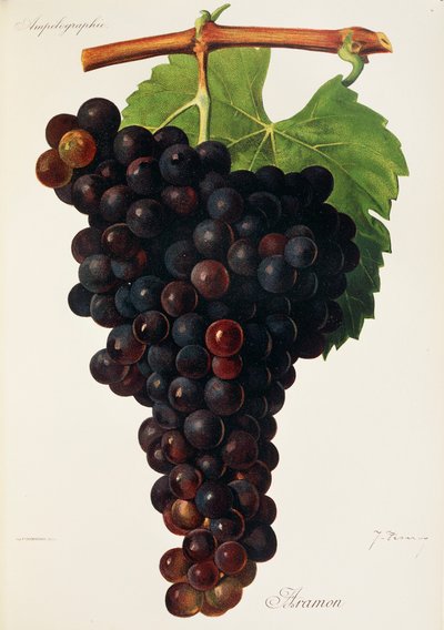 Winogrona Aramon J.Troncy autorstwa Jules Troncy