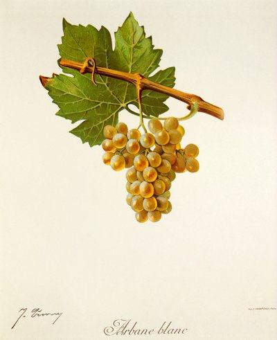 Winogrona Arbane Blanc J.Troncy autorstwa Jules Troncy