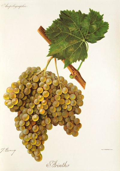 Winogrona Arintho J.Troncy autorstwa Jules Troncy