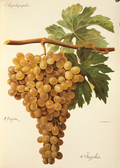 Winogrono aspiranowe J.Troncy autorstwa Jules Troncy