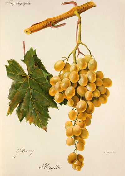 Winogrona Augibi J.Troncy autorstwa Jules Troncy