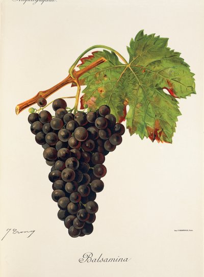 Winogrona Balsamina J.Troncy autorstwa Jules Troncy