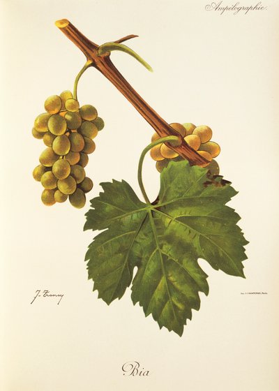 Winogrona Bia J.Troncy autorstwa Jules Troncy