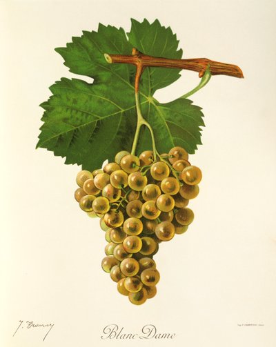 Winogrona Blanc Dame J.Troncy autorstwa Jules Troncy