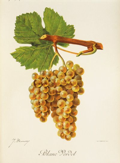 Winogrona Blanc Verdet J.Troncy autorstwa Jules Troncy