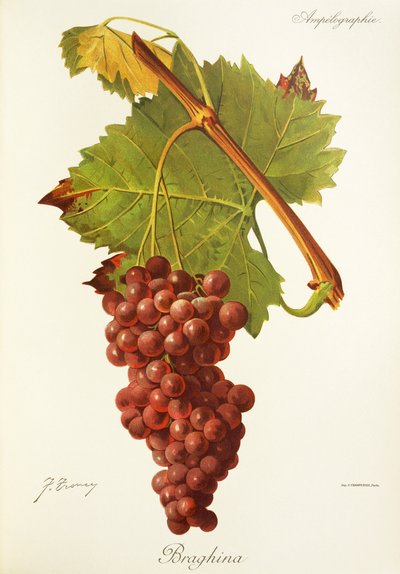 Winogrona Braghina J.Troncy autorstwa Jules Troncy