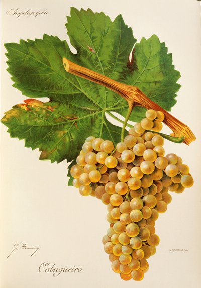 Winogrona Cabugueiro J.Troncy autorstwa Jules Troncy