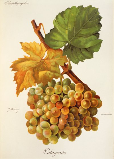 Winogrona Calagrano J.Troncy autorstwa Jules Troncy