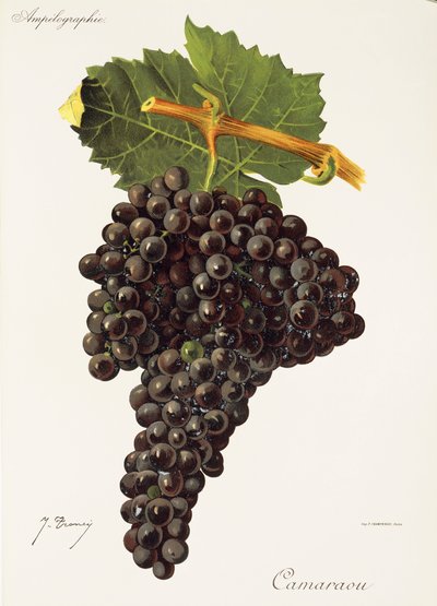 Winogrona Camaraou J.Troncy autorstwa Jules Troncy