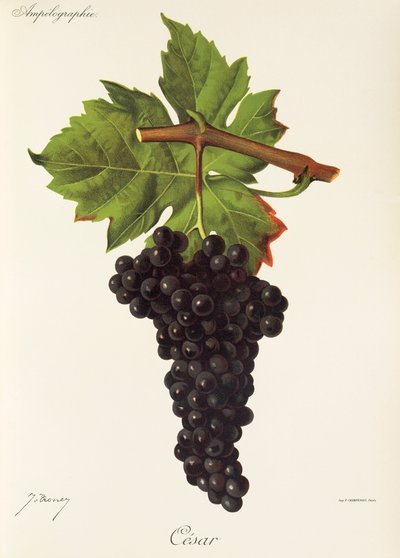 Winogrona Cesar J.Troncy autorstwa Jules Troncy